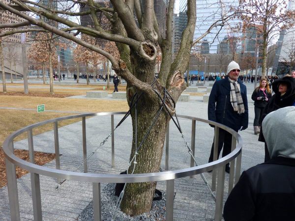 The survivor tree & me