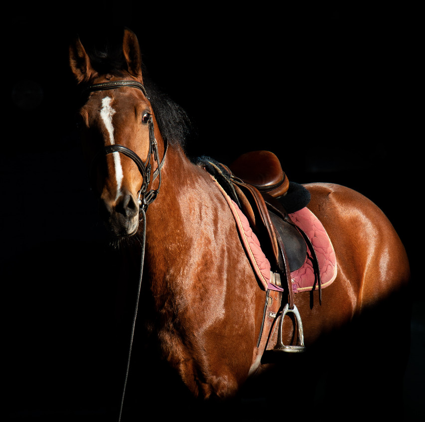 Riding horse Riding horse - reality not relentless positivity - Petros - good mental health